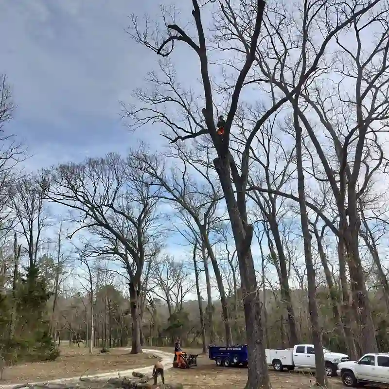 Climber high in a bare grove of tall hardwoods, with the crew, a chipper, a blue dump trailer and white pickups on the drive below