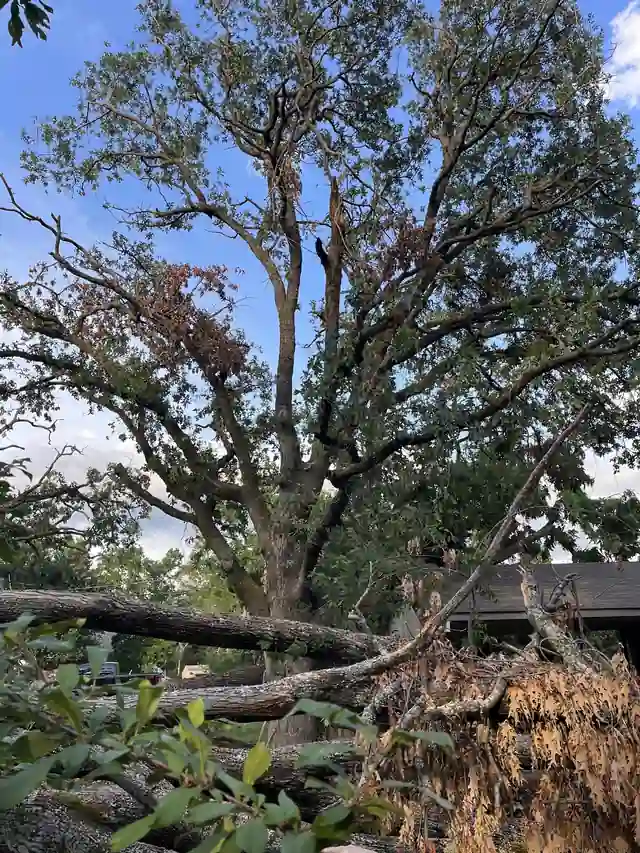 Storm-split live oak with limbs down across a yard