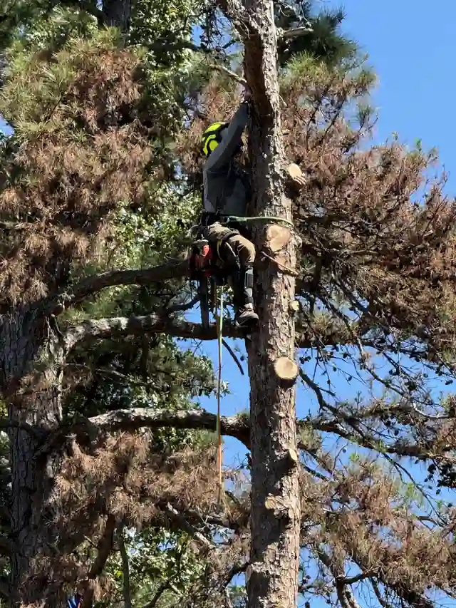 Climber on spikes in a browned pine, with rope and saw