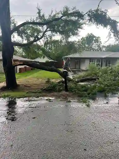 Split oak limb lying across a Bullard front yard after heavy rain