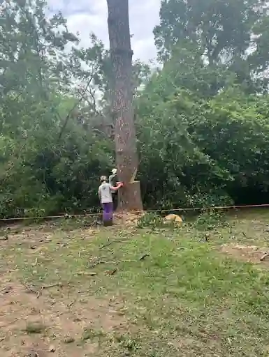 Clear Cutters crew at the base of a large pine in Tyler before the removal
