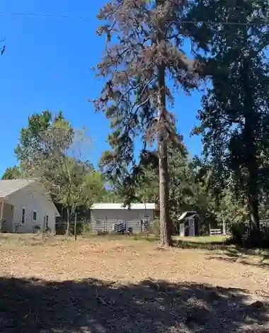 Five Benefits of Tree Removal in Bullard, TX