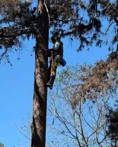 What Is Selective Pruning?