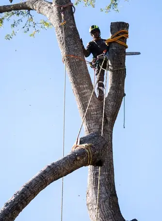 Common Tree Pruning Mistakes To Avoid