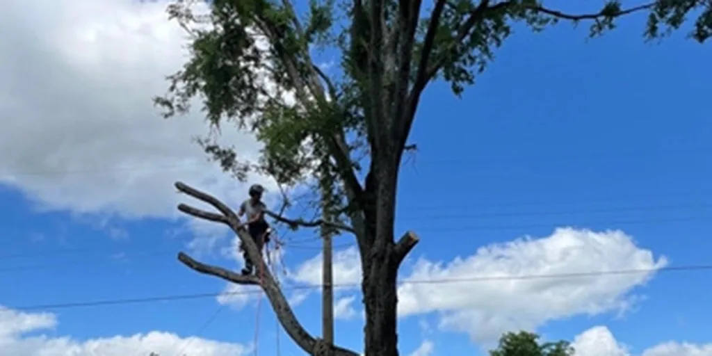 When Is the Best Time To Trim Trees in Tyler, TX?
