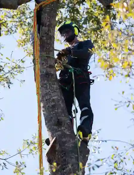 Climber in a helmet and lanyard working on an oak trunk