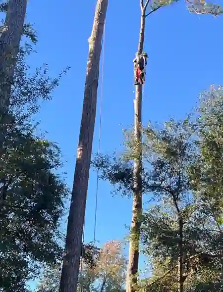 Climber far up a tall pine