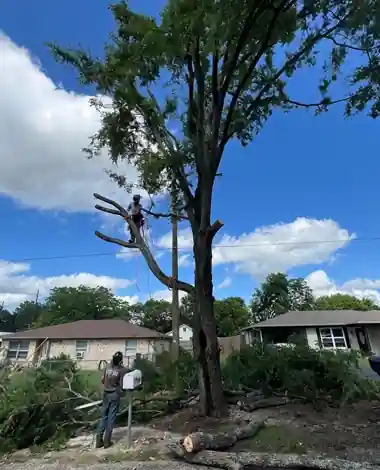 Clear Cutters climber working high in a hardwood crown against a blue sky