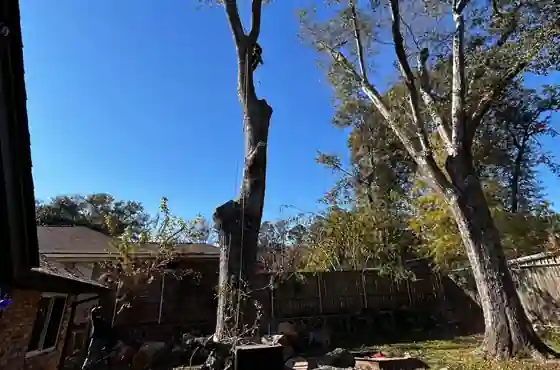 What Causes Tree Roots To Rot in Lindale, TX?