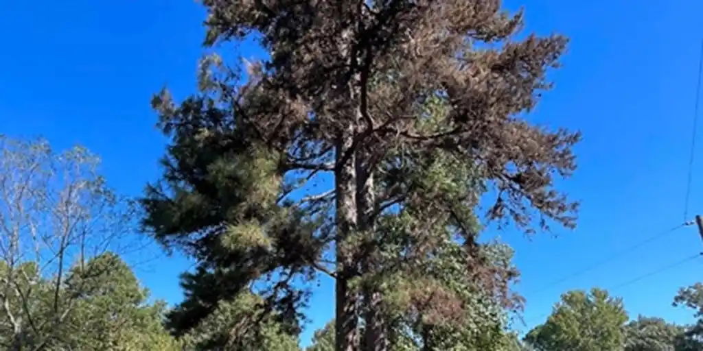 Five Signs Your Tree Is Dying