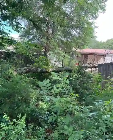 Who Is Responsible for Removing a Fallen Tree in Longview, TX?