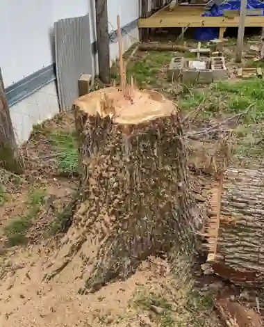 Freshly cut pine stump beside a backyard deck, ready for grinding