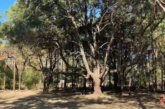 Wide live oak spreading over an open lot with other trees behind it