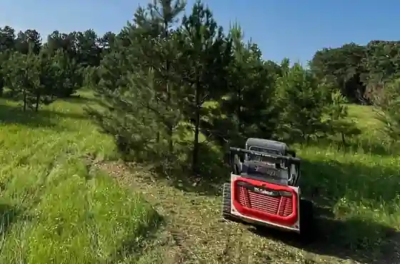 Red Bobcat mulcher working through a stand of young pines