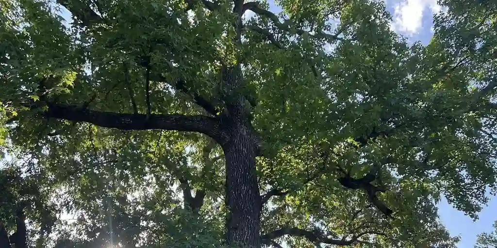 Do Branches Move Up as a Tree Grows?