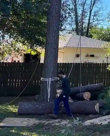 Five Reasons To Avoid DIY Tree Removal in Whitehouse, TX