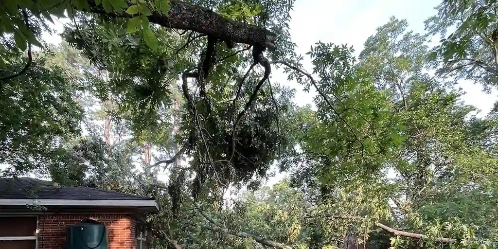 How To Identify Storm Damage on Trees
