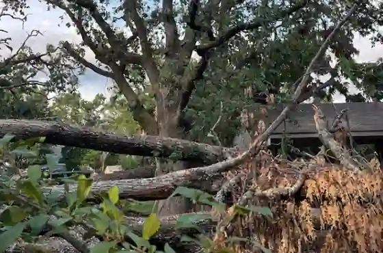 How Much Wind Can a Tree Withstand in Kilgore, TX?