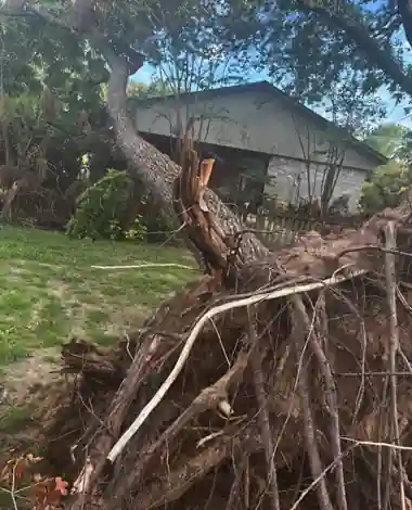 Can an Uprooted Tree Be Saved in Bullard, TX?